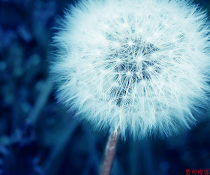 今天除夕祝大家新年快乐，鸡年大吉！-盛世青年网